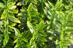 Euonymus