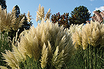 Cortaderia