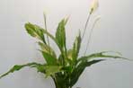 Spathiphyllum