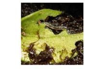Pest & Disease Factsheet - Sciarid fly
