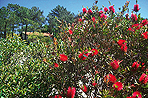 Callistemon