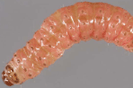 FERA PLANT PEST FACTSHEET: Eggplant Borer (Leucinodes orbonalis)