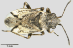 FERA PLANT PEST FACTSHEET: Wheat Bug (Nysius huttoni)