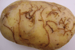 FERA PLANT PEST FACTSHEET: Potato flea beetles (Epitrix species)