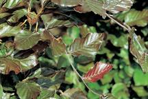 Fagus sylvatica
