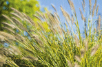 Pennisetum