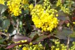 Mahonia