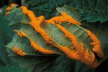 Pest & Disease Management - Rust fungi