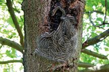 Pest & Disease Factsheet - Caterpillars