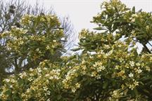 Pittosporum