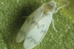 FERA PLANT PEST FACTSHEET: Banded-winged whitefly (Trialeurodes abutiloneus)