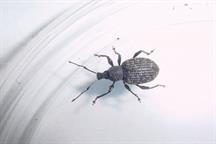 Pest & Disease Management - Vine weevil