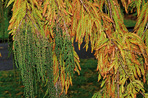 Taxodium