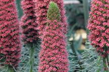 Echium