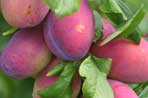 Plums