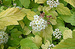 Physocarpus