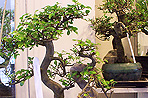 Bonsai