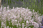 Lavandula