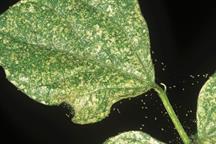Pest & Disease Management - Spider mites