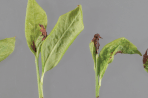 FERA PLANT PEST FACTSHEET: Blueberry gall midge (Dasineura oxycoccana)