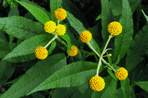 Buddleja
