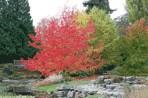 Liquidambar