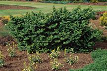 Ulmus