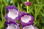 Penstemon
