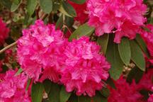 Rhododendron