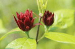 Chimonanthus, Calycanthus and Sinocalycanthus