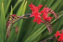Crocosmia