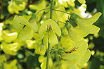 Laburnum