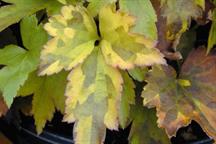 Pest & Disease Factsheet: Leaf, stem, bud and bulb nematodes/eelworms