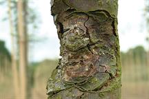 Pest & Disease Factsheet - Bacterial and fungal cankers