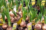 Potted daffodils