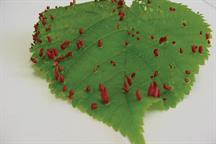 Pest & Disease Factsheet - Tarsonemid and eriophyid mites