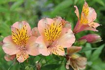 Alstroemeria