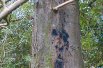 FERA PLANT PEST FACTSHEET: Phytophthora kernoviae