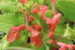 Stachys