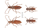 FERA PLANT PEST FACTSHEET: Lemon tree borer (Oemona hirta)