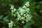 Ligustrum