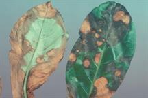 Pest and Disease Factsheet - Downy mildew - How to avoid losses from this fungal disease