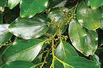 Griselinia