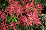 Pieris