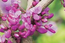 Cercis