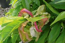 Pest & Disease Factsheet - Peach leaf curl