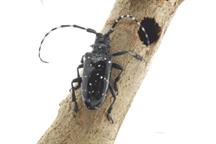 FERA PLANT PEST FACTSHEET: Citrus longhorn beetle (Anoplophora chinensis)