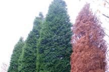 FERA PLANT PEST FACTSHEET: Phytophthora lateralis