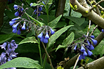 Symphytum