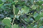Alnus